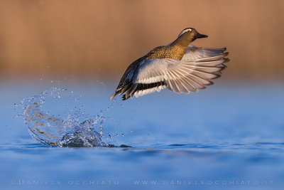 Garganey (Spatula querquedula)