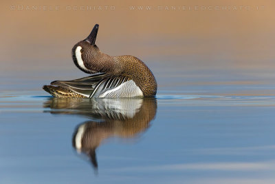 Garganey (Spatula querquedula)