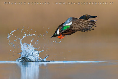 Northern Shoveler (Spatula clypeata)