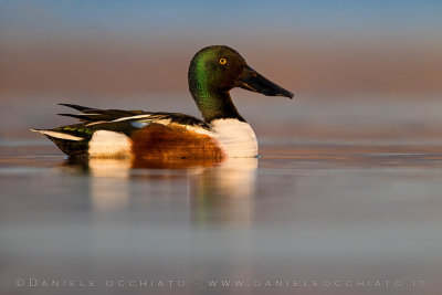 Northern Shoveler (Spatula clypeata)