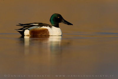 Northern Shoveler (Spatula clypeata)