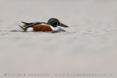 Northern Shoveler (Spatula clypeata)