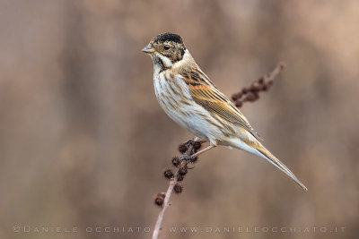 Reed Bunting (Schoeniclus schoeniclus)