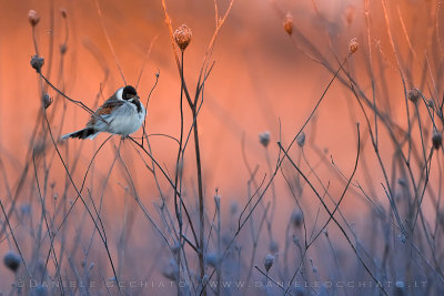 Reed Bunting (Schoeniclus schoeniclus)