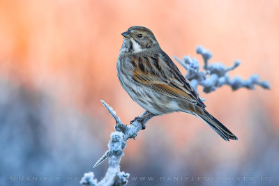 Reed Bunting (Schoeniclus schoeniclus)