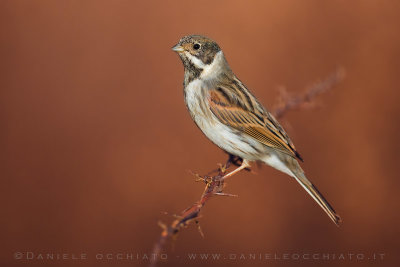 Reed Bunting (Schoeniclus schoeniclus)