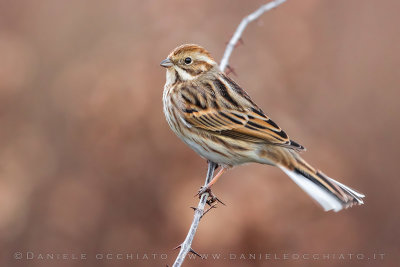 Reed Bunting (Schoeniclus schoeniclus)