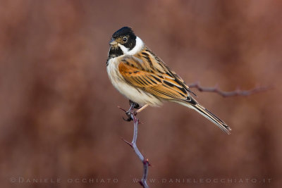 Reed Bunting (Schoeniclus schoeniclus)