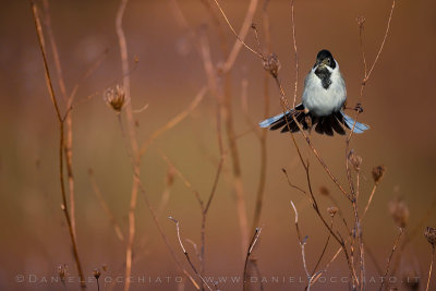 Reed Bunting (Schoeniclus schoeniclus)