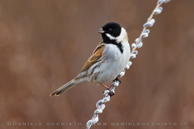 Reed Bunting (Schoeniclus schoeniclus)