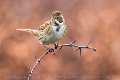 Reed Bunting (Schoeniclus schoeniclus)