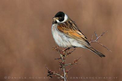 Reed Bunting (Schoeniclus schoeniclus)