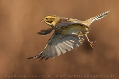 Reed Bunting (Schoeniclus schoeniclus)