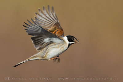 Reed Bunting (Schoeniclus schoeniclus)