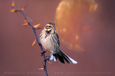 Reed Bunting (Schoeniclus schoeniclus)