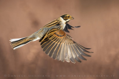 Reed Bunting (Schoeniclus schoeniclus)