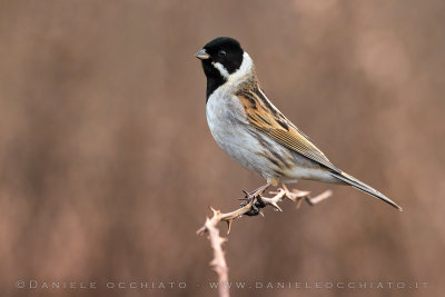 Reed Bunting (Schoeniclus schoeniclus)