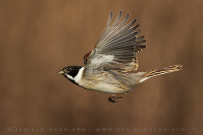 Reed Bunting (Schoeniclus schoeniclus)