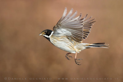 Reed Bunting (Schoeniclus schoeniclus)