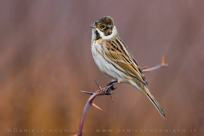 Reed Bunting (Schoeniclus schoeniclus)