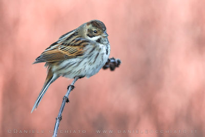 Reed Bunting (Schoeniclus schoeniclus)