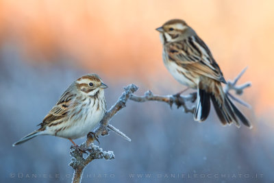 Reed Bunting (Schoeniclus schoeniclus)