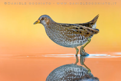 Spotted Crake (Porzana porzana)