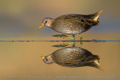 Spotted Crake (Porzana porzana)