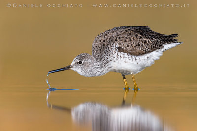 Marsh Sandpiper (Tringa stagnatilis)