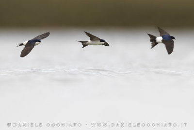 Common House Martin (Delichon urbicum)