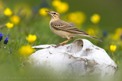 Tawny Piit (Anthus campestris)