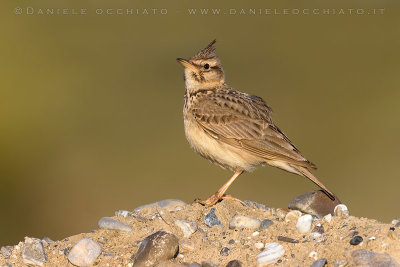 Crested Lark (Galerida cristata)