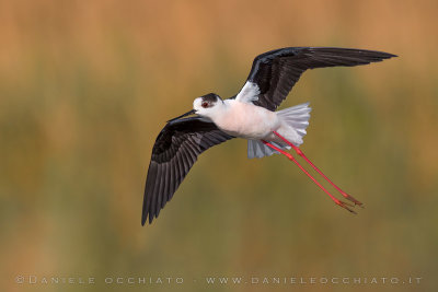 Black-winged Stilt (Himantopus himantopus)