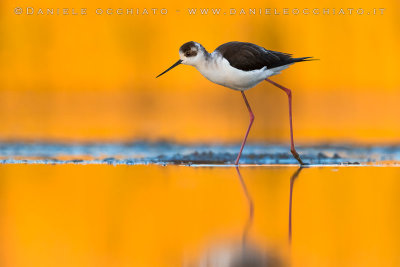 Black-winged Stilt (Himantopus himantopus)