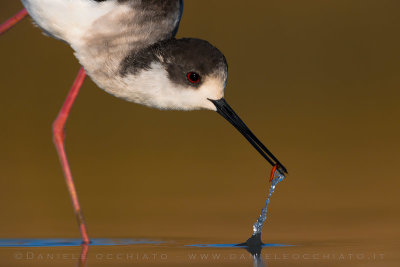 Black-winged Stilt (Himantopus himantopus)