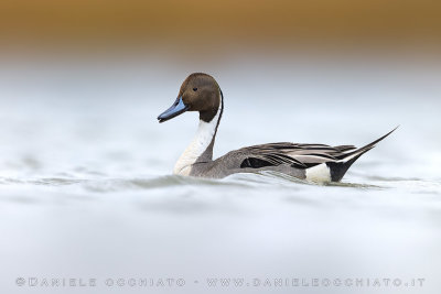 Northern Pintail (Anas acuta)