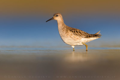 Ruff (Philomachus pugnax)