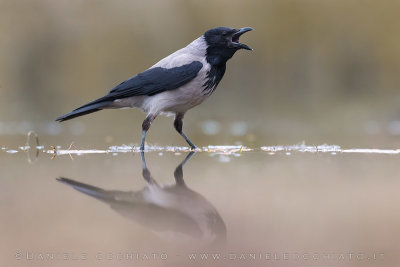 Hooded Crow (Corvus cornix)