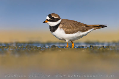 Common Ringed Plover (Charadrius hiaticula)