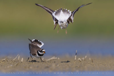 Common Ringed Plover (Charadrius hiaticula)