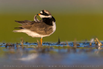 Common Ringed Plover (Charadrius hiaticula)