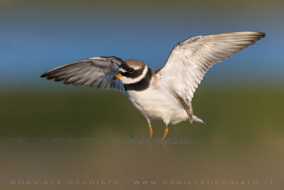 Common Ringed Plover (Charadrius hiaticula)