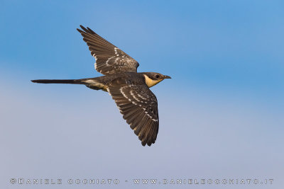 Great Spotted Cuckoo (Cuculo dal ciuffo)