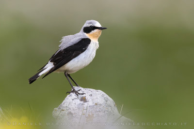 Northern Wheatear (Oenanthe oenanthe)