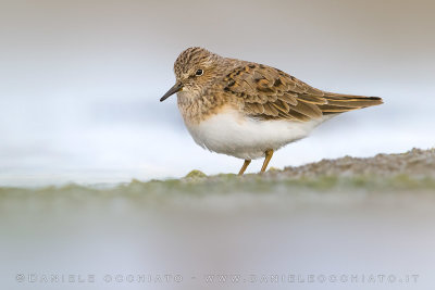 Temminck's Stint (Calidris temminckii)