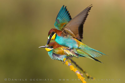 European Bee-eater (Meros apiaster)