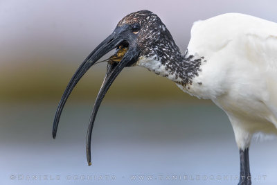 Sacred Ibis (Threskiornis aethiopicus)