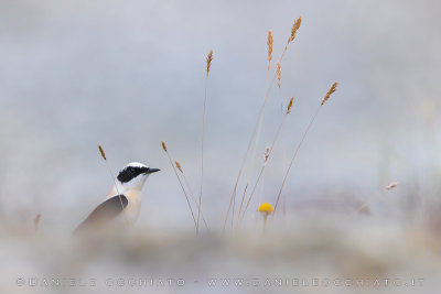 Eastern Black-eared Wheatear (Oenanthe melanoleuca)