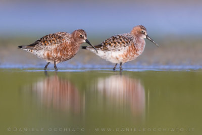 Curlew Sandpiper (Calidris ferruginea)