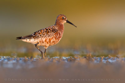 Curlew Sandpiper (Calidris ferruginea)